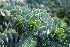 Euphorbia myrsinites