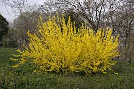 Forsythia x intermedia 'Lynwood'