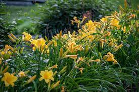  Hemerocallis 'Chorky'