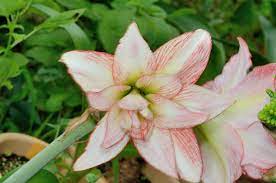 Hippeastrum Aphrodite