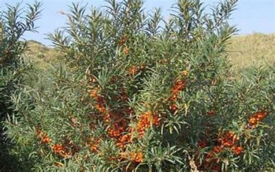 Hippophae rhamnoides