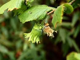  Kent Cob Nuts