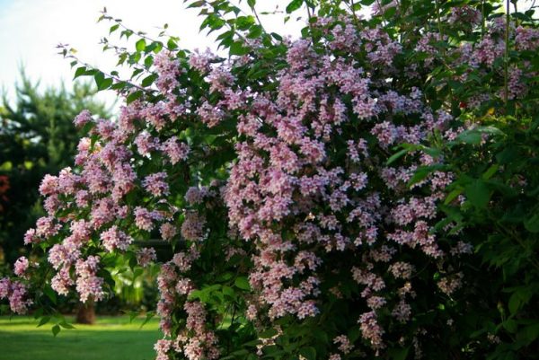 Kolkwitzia amabilis 'Pink Cloud'