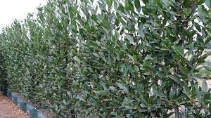  Laurus nobilis as a clipped hedge.
