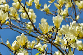  Magnolia x brooklynenis 'Yellow Bird'