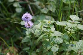 Mentha quatica