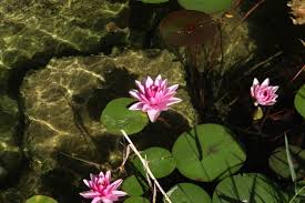 Nymphaea 'Pink Sensation'