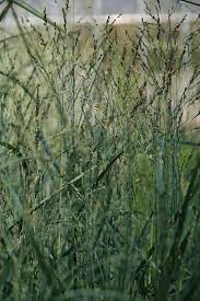  Panicum virgatum 'Heavymetal'