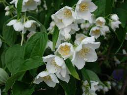  Philadelphus Belle Etoile