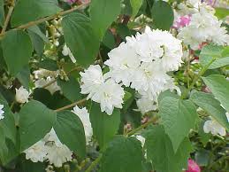  Philadelphus 'Manteau d' Hermine'