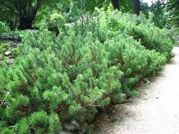 Pinus mugo pumillio