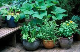  Pots of vegetables