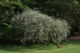  Pyrus salicifolia var. orientalis pendula