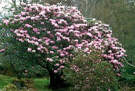  Rhododendrons fulvum