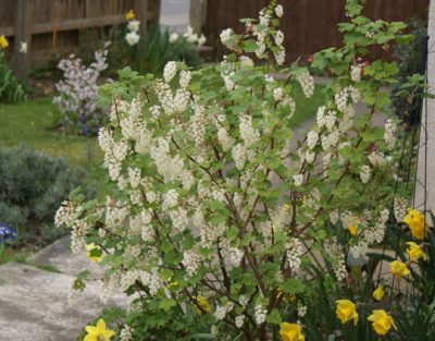 Ribes sanginum 'White Iceicals'