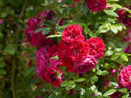Rosa 'Rambling Rosie'