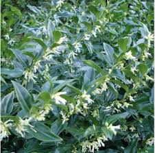  Sarcococca confusa