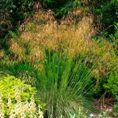 Stipa gigantea