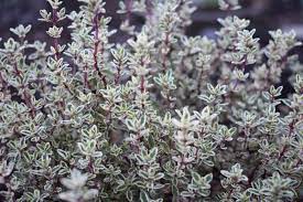  Thymus vulgaris 'Sliver Posie'