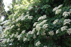  Hydrangea anomala petiolaris