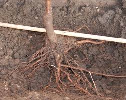  planting a bare root tree.