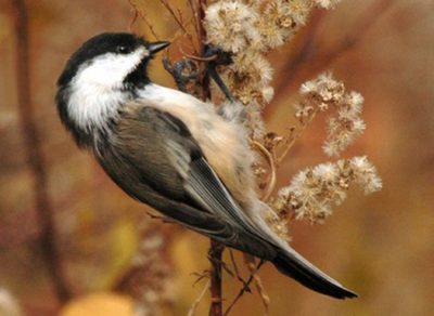  seedheads are an important food .