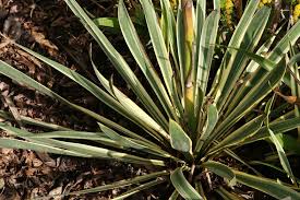 Yucca filamentosa 'Bright Edge'