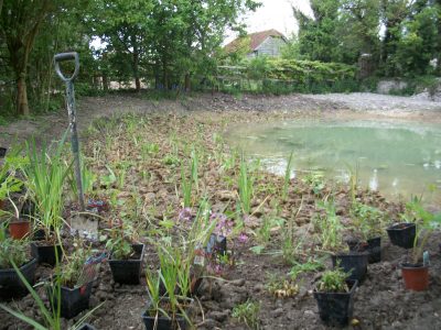  planting bog plants