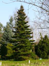 Abies koreana