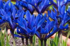  Iris reticulata 'Blue Hills'