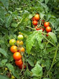 Tomato 'Gardener' Delight'