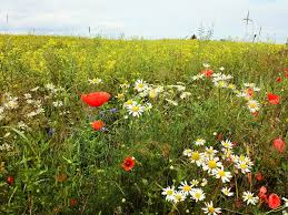  A flowering meadow