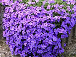  Aubrieta 'purple cascuade'