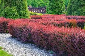  Berberis hedge