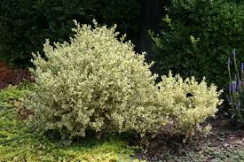  Buxus sempervirens 'Aureovariegata'