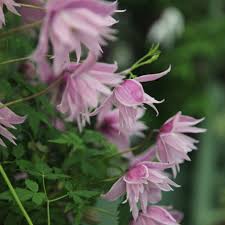  C. alpina 'Markman's Pink'