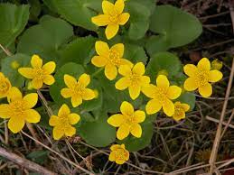  Caltha palustris