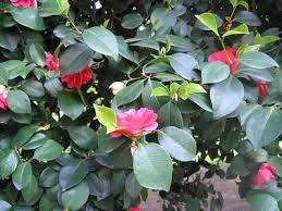  Camellia japonica 'Leonard Messel'