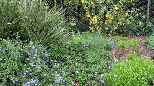  Ceanothus griseus var. horizontallis 'Yankee point'