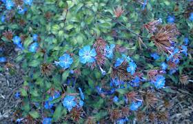 Ceratostigma willmottianum