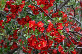 Chaenomeles speciosa ' Crimson and Gold'