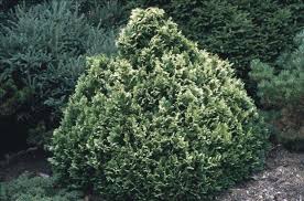  Chamaecyparis lawsoniana pygmaea argentea'