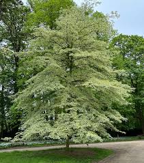  Cornus controversa 'Variegata'