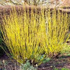  Cornus sericea 'Flarivamea'