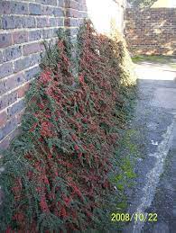 Cotoneaster horizontalis
