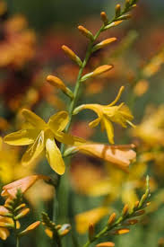  Crocosmia x crocosmiiflora 'Geogre Davison'