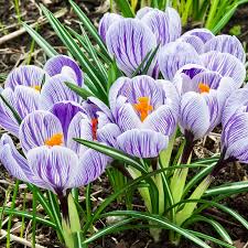  Crocus King of the Stripe