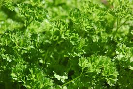  Curly leafed Parsley