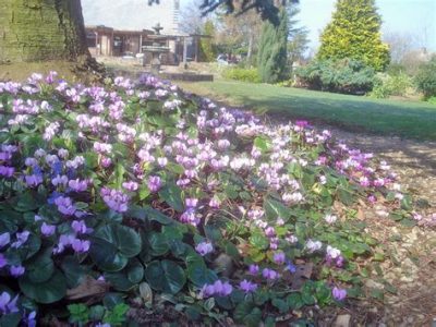 Cyclamen alpina