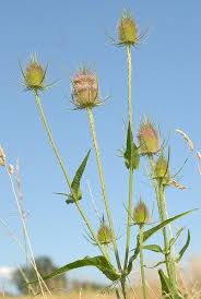 Dipsacus fullonum